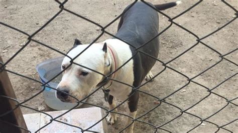 Konya Da Evinde Pitbull Cinsi K Pek Besleyen Ki Iye Bin Lira