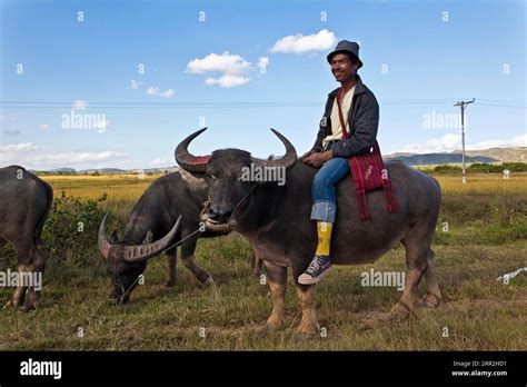 Man On Water Buffalo Kalaw Shan State Myanmar Burma Stock Photo Alamy