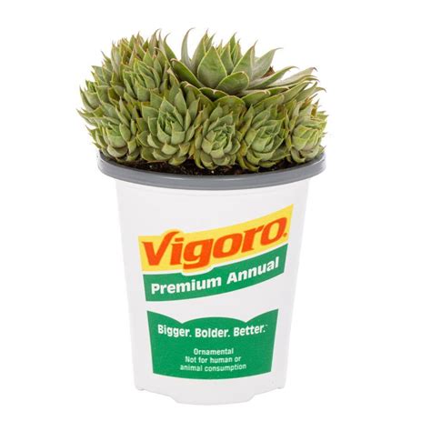 Vigoro 1 Pt Sedum Succulent Ground Cover Plant 68888 The Home Depot