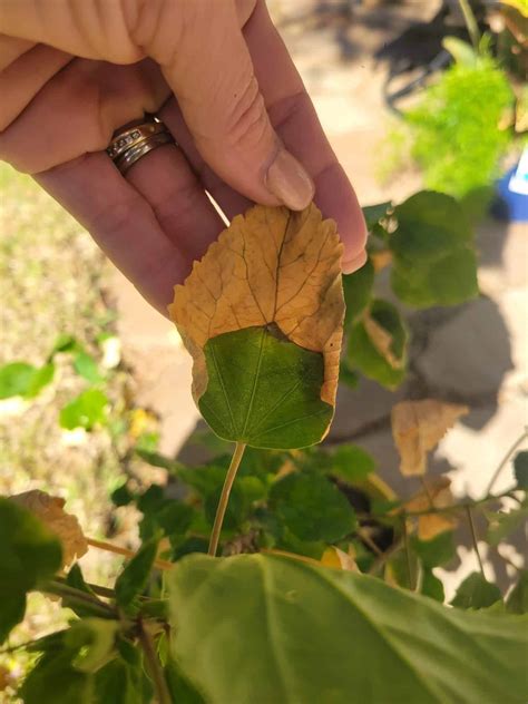 5 Reasons Behind Hibiscus Leaves Turning Yellow Plants Craze