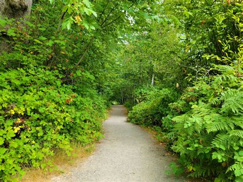 Crestwoods Park Trail Washington Trails Association