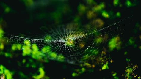 Tree Branches Cobweb Macro Nature K Hd Wallpaper