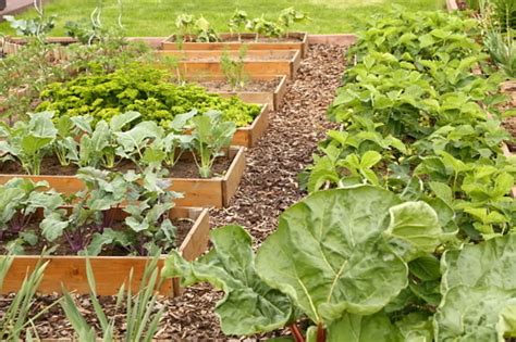 Best Mulch For Vegetable Garden