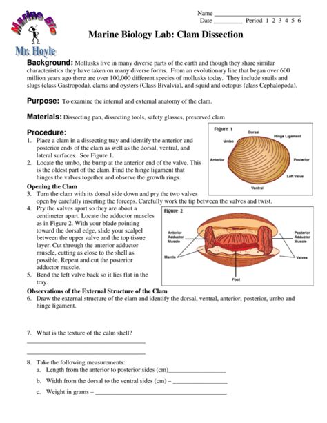 Bestseller Clam Dissection Lab Answers | Anatomy Worksheets