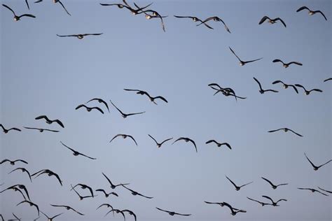 Premium Photo | Mallard duck in the wild, migratory bird, seasonal ...