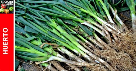 Gu A De Cultivo De La Cebolleta O Cebolla De Verdeo Cosas Del Jardin