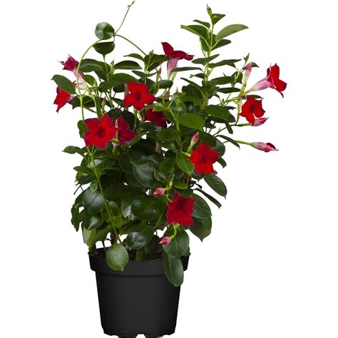 Grow By Obi Dipladenie Topf Ca Cm Dipladenia Sanderi Kaufen Bei Obi