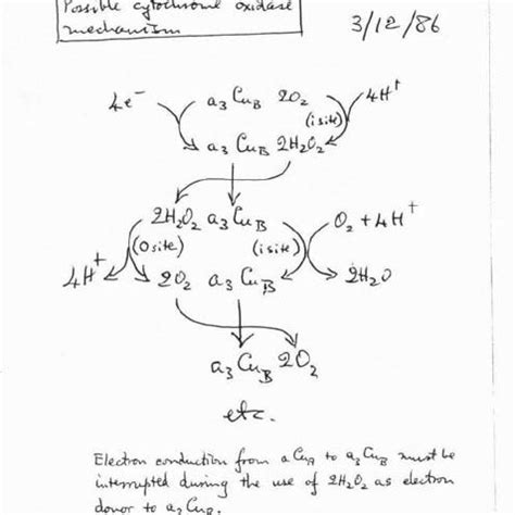 (PDF) A perspective on Peter Mitchell and the chemiosmotic theory