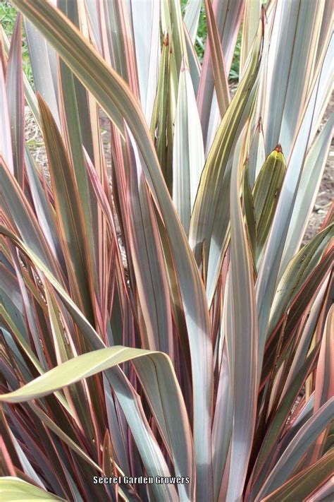 Photo Of The Leaves Of New Zealand Flax Phormium Tenax Sundowner