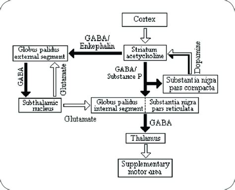 Basal Ganglia And Their Components 6 Download Scientific Diagram