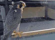 Falcon Punch GIF - Falcon Punch - Discover & Share GIFs