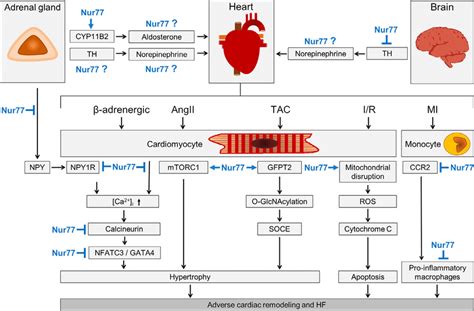 Multi Level Regulation Of Cardiac Function And Disease By Nur Angii