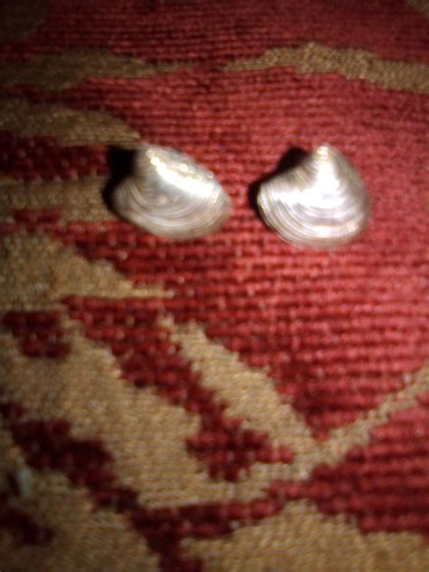 Queen Arelis Of Scots Royal Sea Shell Earrings Of Panama Royal