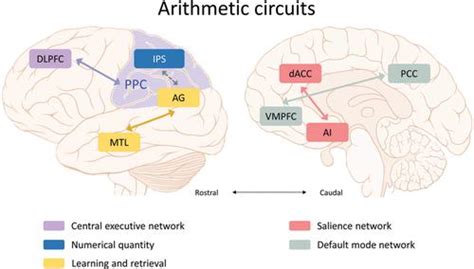 Fmri Brain And Behavior X Mol