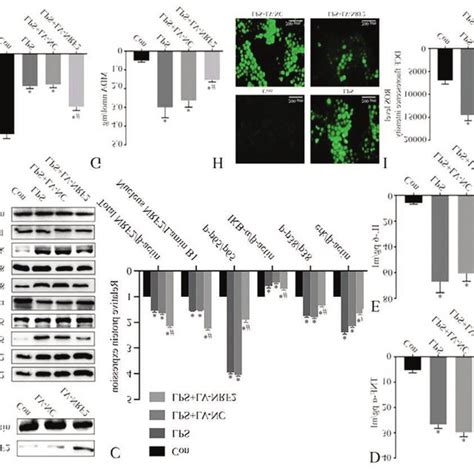 Effect Of LPS On NRF 2 Activation In NRK 52e Cells A Cell Viability