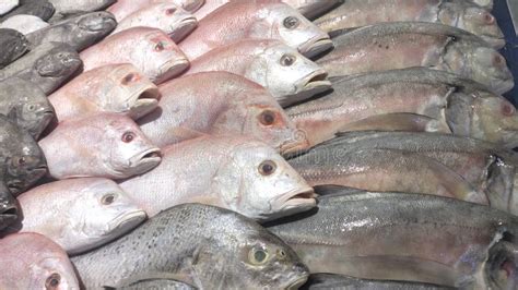 Various Types of Sea Fish in the Market Stock Image - Image of salvelinus, gourmet: 220011303