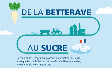 De la betterave au sucre le procédé sucrier Cultures sucre