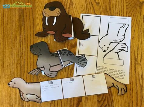 All About Pinnipeds For Kids Seals Sea Lions And Walrus Worksheets