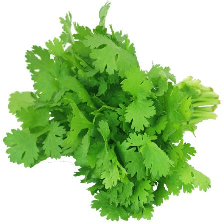 Herb Coriander 40g Pkt – Agent Fresh