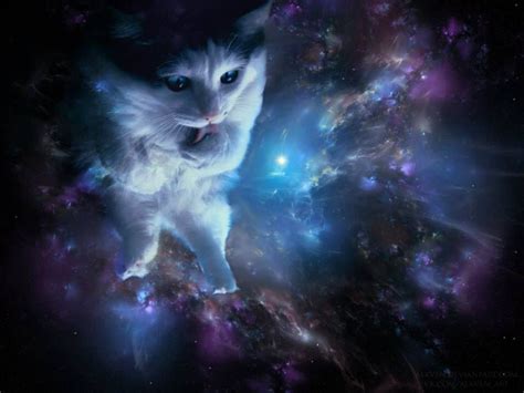 Space Kitteh Cats Crazy Cats