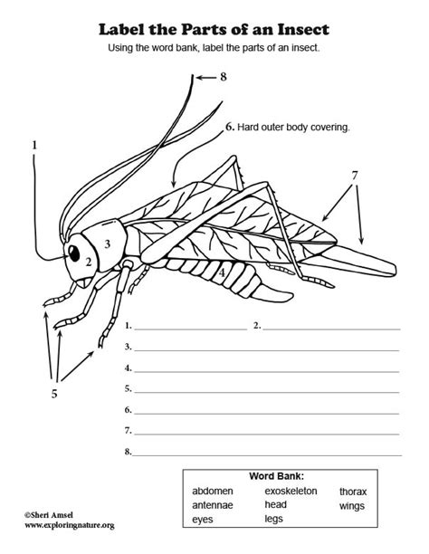 Insect Labeling