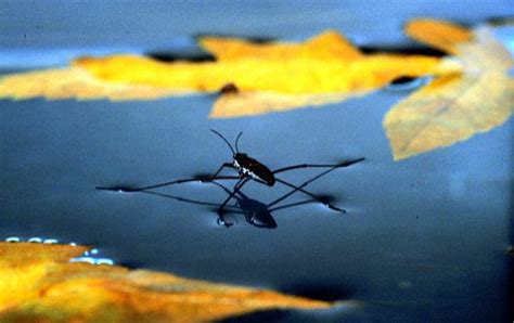 Breed Facts Trivia About Water Striders Water Walking Insects