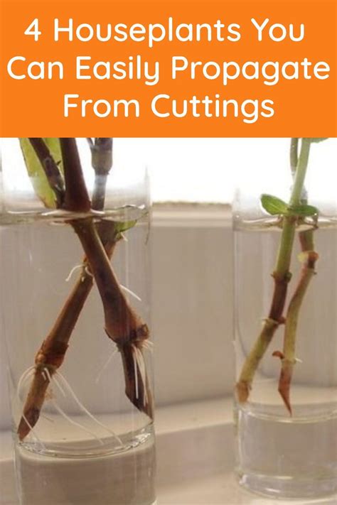 4 Houseplants You Can Easily Propagate From Cuttings Artofit