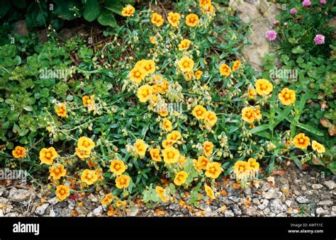 Orange Rock Rose Helianthemum Stock Photo Alamy