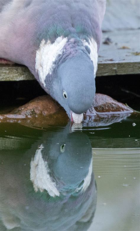 The Wood Pigeon Goodenbergh Leisure