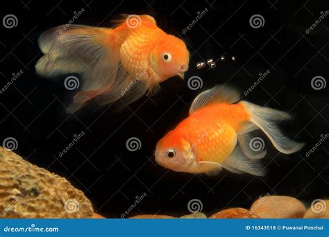 Hello Friend Goldfish Fish Stock Photo Image Of Deep Vivid 16343518