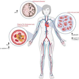 Apolipoprotein E Isoforms And Its Genetic Integrity The Figure Shows