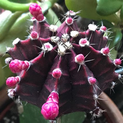 Gymnocalycium Mihanovichii Var Friedrichii Purple Moon Cactus In