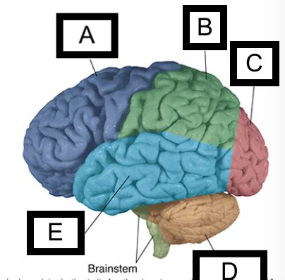 DPT Neuroscience Introduction To Neuroscience Exam 1 Flashcards