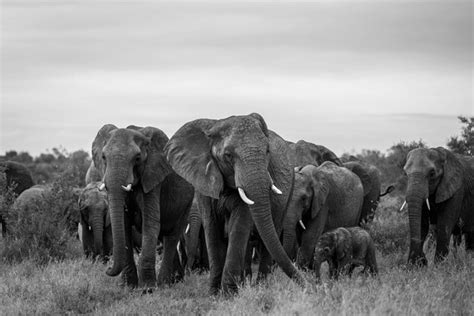 Black And White Images Elephant Over Royalty Free Licensable