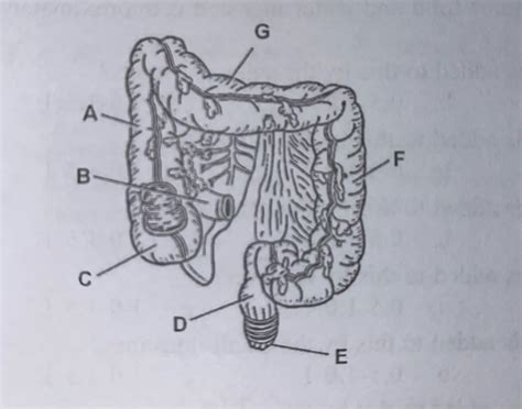 Digestion 4 Diagram Quizlet