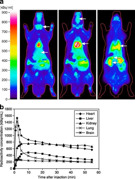 A A Representative Coronal Pet Image Of A Male Sprague Dawley Rat The