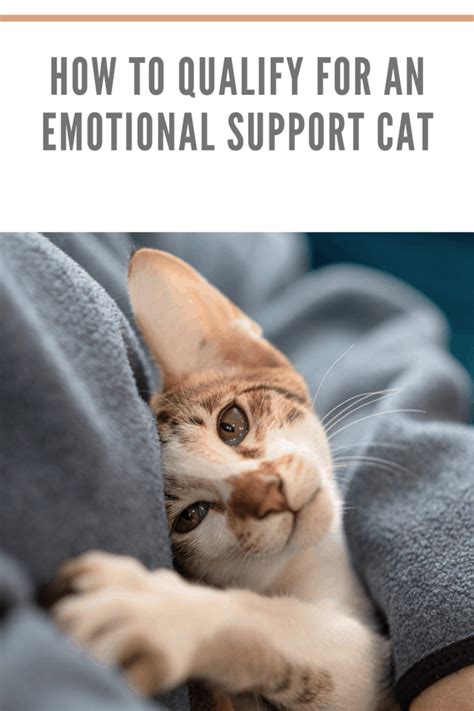 How To Qualify For An Emotional Support Cat • Mommy's Memorandum