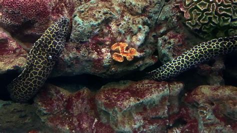 Eel Fish Stock Video Footage for Free Download