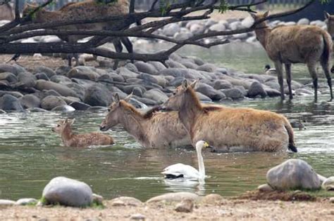 China's rare milu deer return in victory for conservation