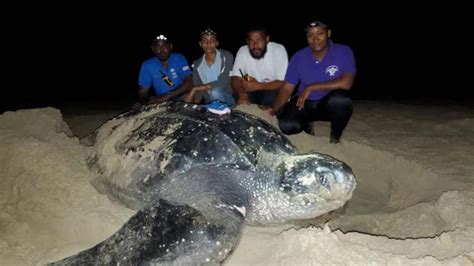 Arrastrar Compacto Autor Las Tortugas Laud Racional Complejo Cápsula