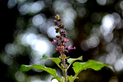 Tulsi Flower Blossoming Basil Flower Is Just So Pure And B Flickr