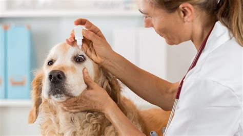 How to apply eye drops in dogs? - Oculus Vet