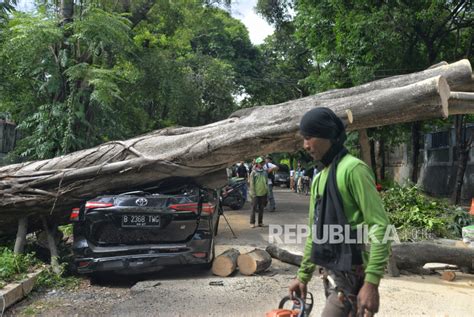 Angin Kencang Robohkan Pohon Berusia Tahun Republika Online