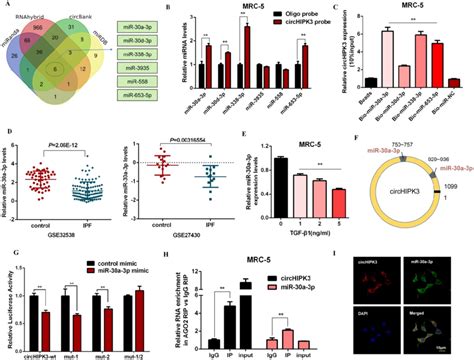 Circhipk3 Acts As A Sponge For Mir 30a 3p In Lung Fibroblasts A