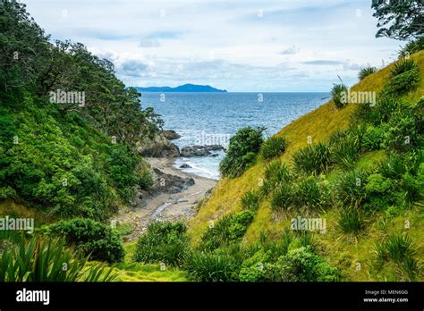 Hiking The Coromandel Coastal Walkway Rainforest And A Steep Coast