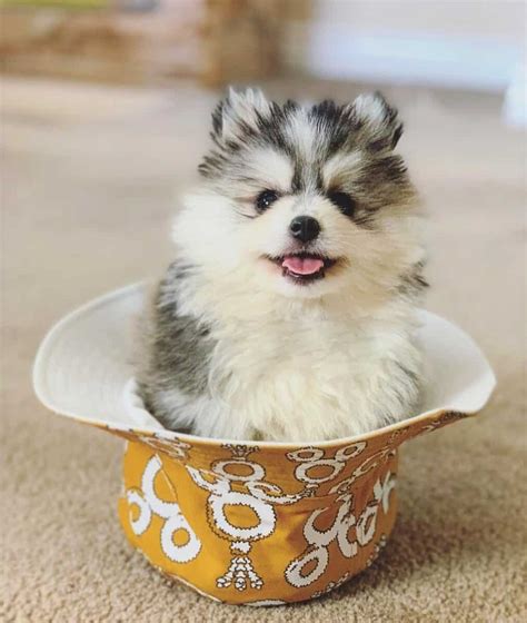 Teacup Pomsky: Are They Really Teacup-Sized?