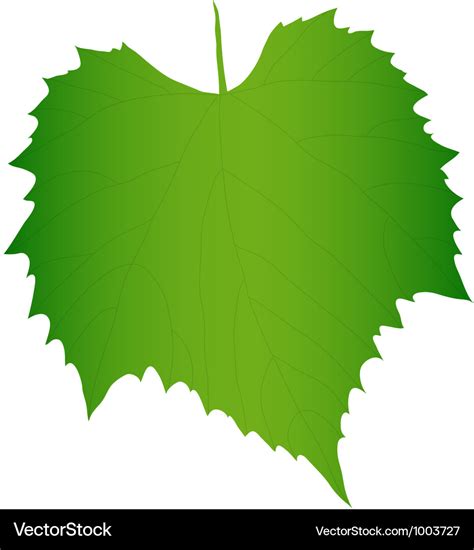 Green grape leaf Royalty Free Vector Image - VectorStock