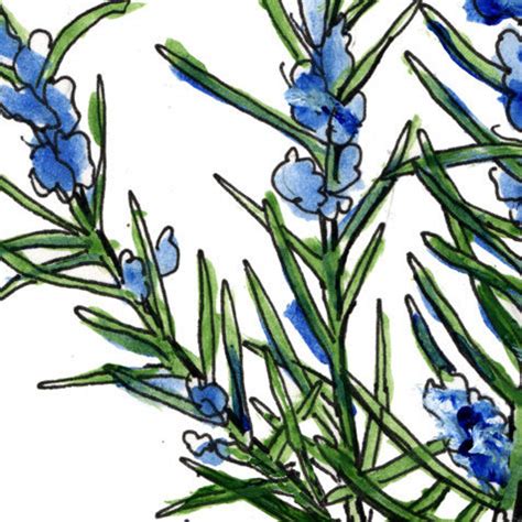 Rosemary Print Herb Art Food Illustration Botanical Art | Etsy