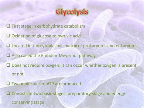 Bacterial Aerobic Respiration Ppt