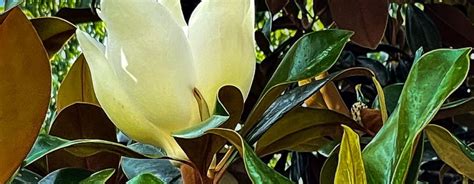 The Southern Magnolia is Another Great Iconic Tree – What Next ...